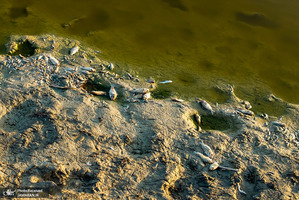 منتخب تصاویر امروز جهان- 12 مرداد