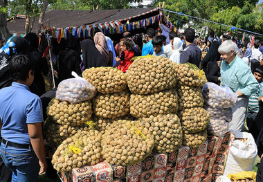 فرماندار: گردو باید با نام تویسرکان ثبت جهانی شود