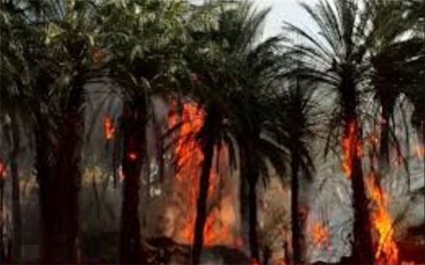 نخلستان های سیاهو در هرمزگان دچار آتش سوزی شد