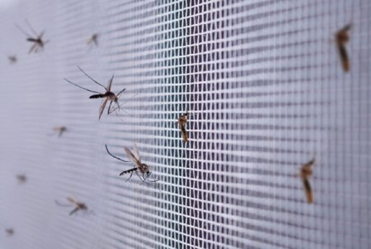 بهترین روش‌های جلوگیری از ورود حشرات به خانه