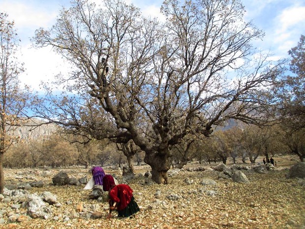 برداشت بلوط از سطح جنگل های شهرستان اندیکا آغاز شد