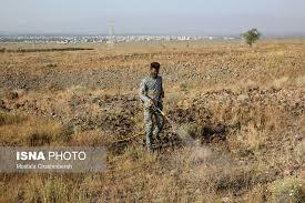 سم پاشی 8750هکتار از اراضی گچساران علیه ملخ های مهاجم