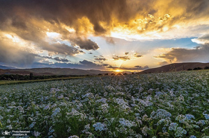 منتخب تصاویر امروز جهان- 12 تیر 1400