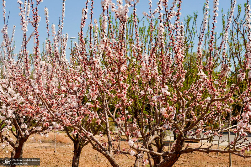 حال و هوای بهاری در حرم مطهر امام خمینی (س)