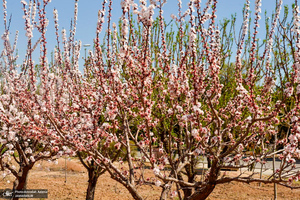 حال و هوای بهاری در حرم مطهر امام خمینی (س)