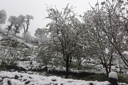 برف50 میلیارد تومان به باغ های کجورنوشهر خسارت وارد کرد