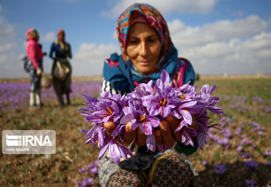 ۳۲ تن گل زعفران در جنوب خراسان رضوی برداشت شد