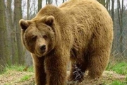 خرس وحشی پیرمرد لردگانی را زخمی کرد