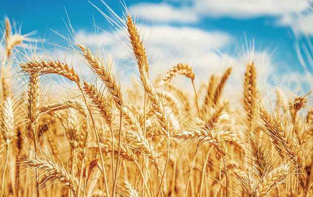 97 هزار تن گندم در استان مرکزی خریداری شد
