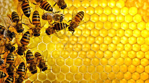 رشد 61 درصدی تولید عسل در استان زنجان
