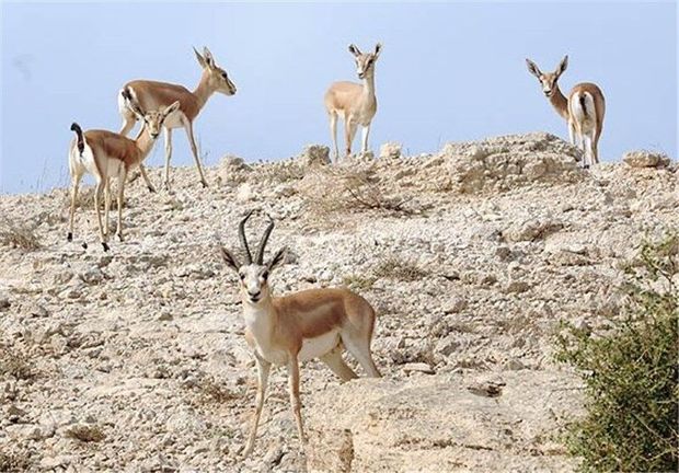 جمعیت آهوان جزیره خارگ تعدیل می‌شود