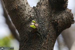 شکوفه های بهاری تهران
