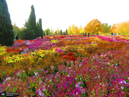 باغ گیاه‌شناسی ملی ایران‎