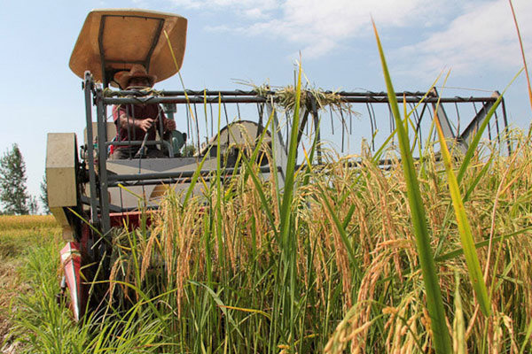 برداشت برنج از سطح شالیزارهای شوشتر آغاز شد