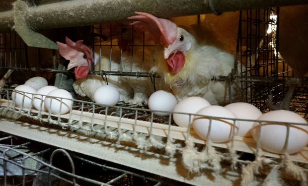 31 هزار تن تخم مرغ در خراسان رضوی تولید شد