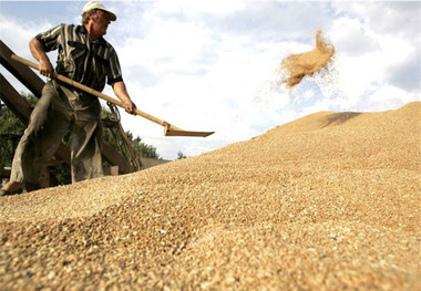 6 هزار و747 میلیارد ریال مطالبه گندمکاران کردستانی پرداخت شد
