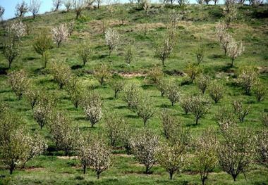 پرداخت یارانه خرید نهال های سیاه ریشه در زمین های  شیب دار مازندران