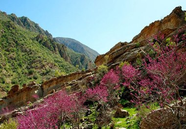 دره ارغوان ایلام، لبخند سرخ شکوفه بر طبیعت