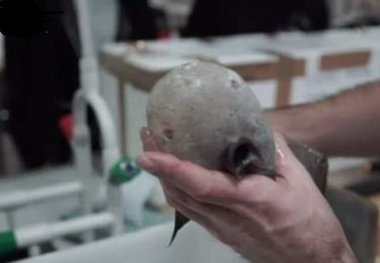  کشف ماهی بدون صورت در استرالیا! + عکس