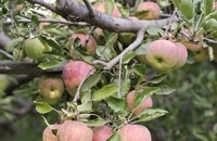  فیروزکوه، نگین گردشگری تهران  (3)