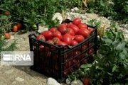 تولید ۱۷ رقم بذر هیبریدی گوجه فرنگی در قزوین