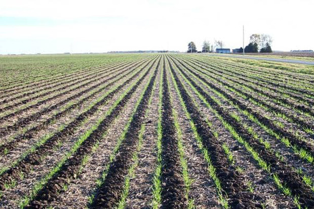 207 میلیارد ریال از اعتبارات عمرانی جهاد کشاورزی قزوین تخصیص یافت