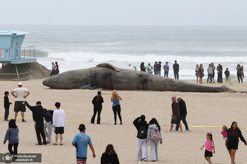 منتخب تصاویر امروز جهان - 25 فروردین 1404