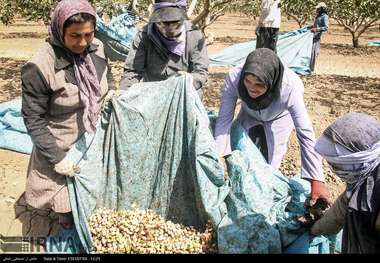 وزارت جهاد کشاورزی مشکلات پسته کاران مه ولات را بررسی می کند