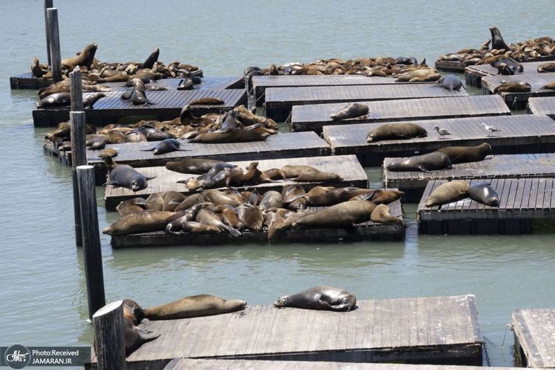 منتخب تصاویر امروز جهان- 29 خرداد