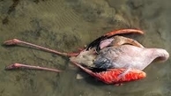 علت تلف شدن پرندگان در ساحل چابکسر