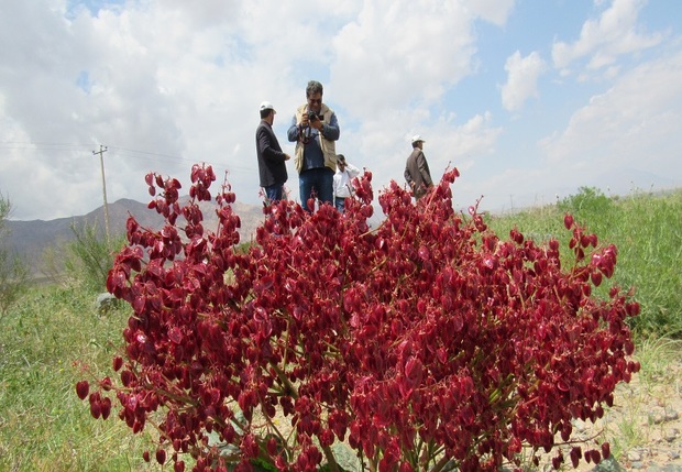 دلنوازی طبیعت در زیرکوه