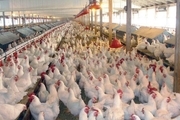 تولید ۷۵ هزار تن گوشت مرغ در لرستان