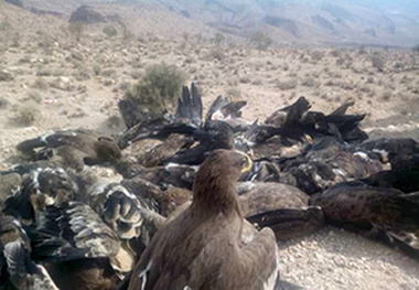 ابهام در علت مرگ پرندگان شکاری در فارس  اعلام نشدن نتیجه آزمایش سم‌شناسی