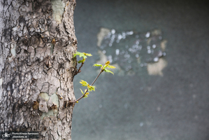 شکوفه های بهاری تهران