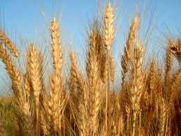 خرید 2.4 میلیون تن گندم مازاد بر نیاز کشاورزان در کشور
