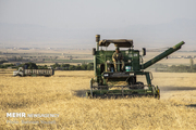 پیش‌بینی برداشت ۳۵ هزار تن گندم در شهرستان شادگان
