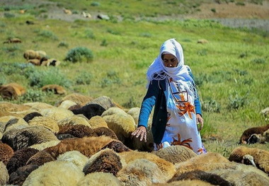 مشاغل حوزه کشاورزی عضو صندوق بیمه ای می شود