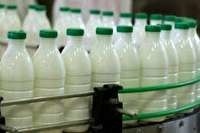 تولید 800 تن شیر در تنکابن