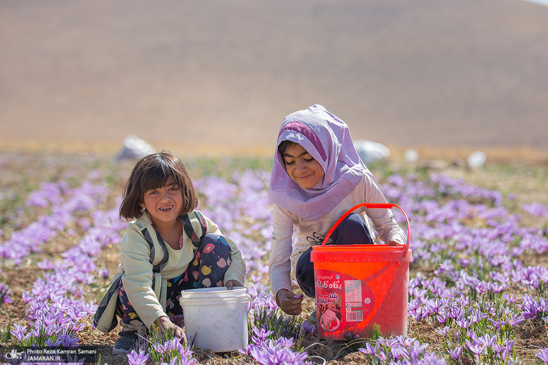 برداشت زعفران از مزارع استان چهارمحال و بختیاری