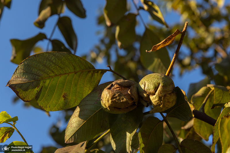 برداشت مکانیزه گردو در استان زنجان