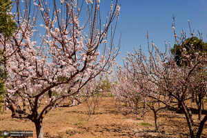 حال و هوای بهاری در حرم مطهر امام خمینی (س)