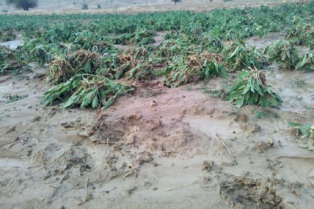 سیل 11میلیارد ریال به کشاورزی گچساران خسارت زد