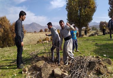 ۲۵۰۰ هکتار از باغات چهارمحال و بختیاری اصلاح و احیا شد