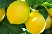 منفعت اسرار آمیز لیمو؟