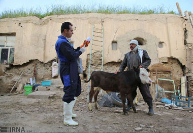 مایه‌کوبی ۲۰ هزار راس دام سنگین در مهاباد علیه تب‌برفکی