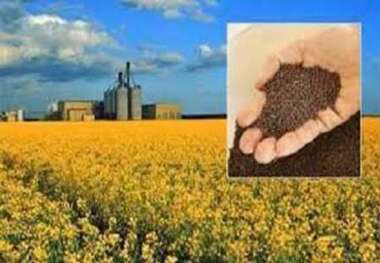 پیش بینی برداشت 4000 تن محصول کلزا از مزارع جنوب کرمان