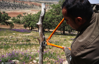 گشت با جنگل بانان برای مبارزه با قاچاق چوب و زغال