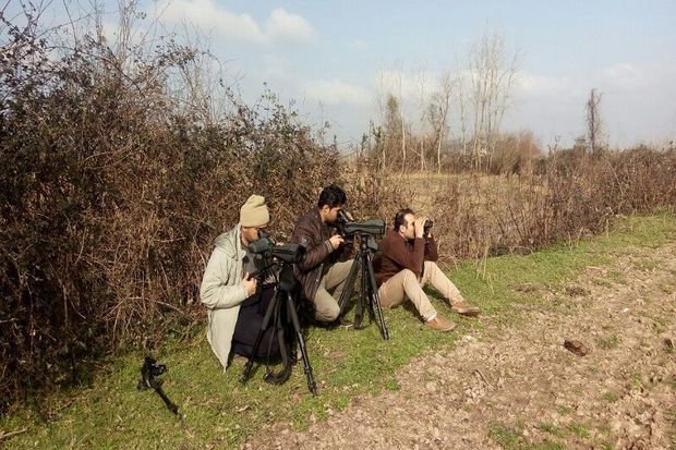 سرشماری پرندگان در پلدختر انجام شد