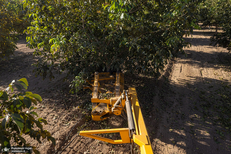 برداشت مکانیزه گردو در استان زنجان