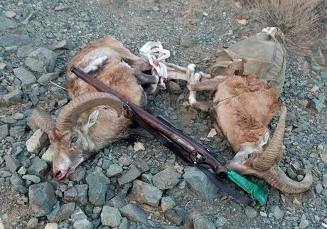 محکومیت شکارچی دو رأس بز وحشی در گچساران به 7 ماه حبس